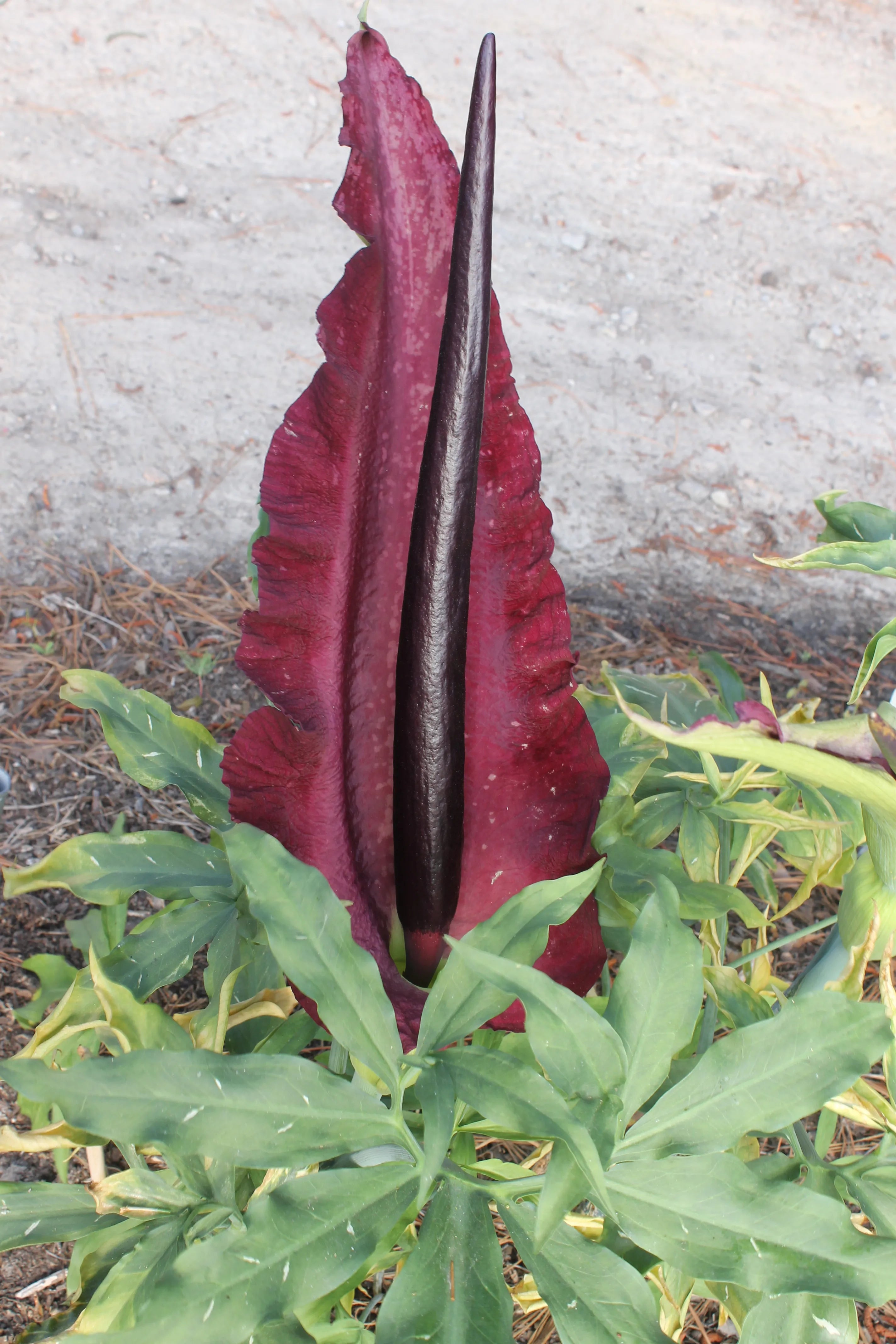 Sauromatum Flower seeds for Planting - Garden Favorite, Heirloom & GMO Free Seeds for Home Garden