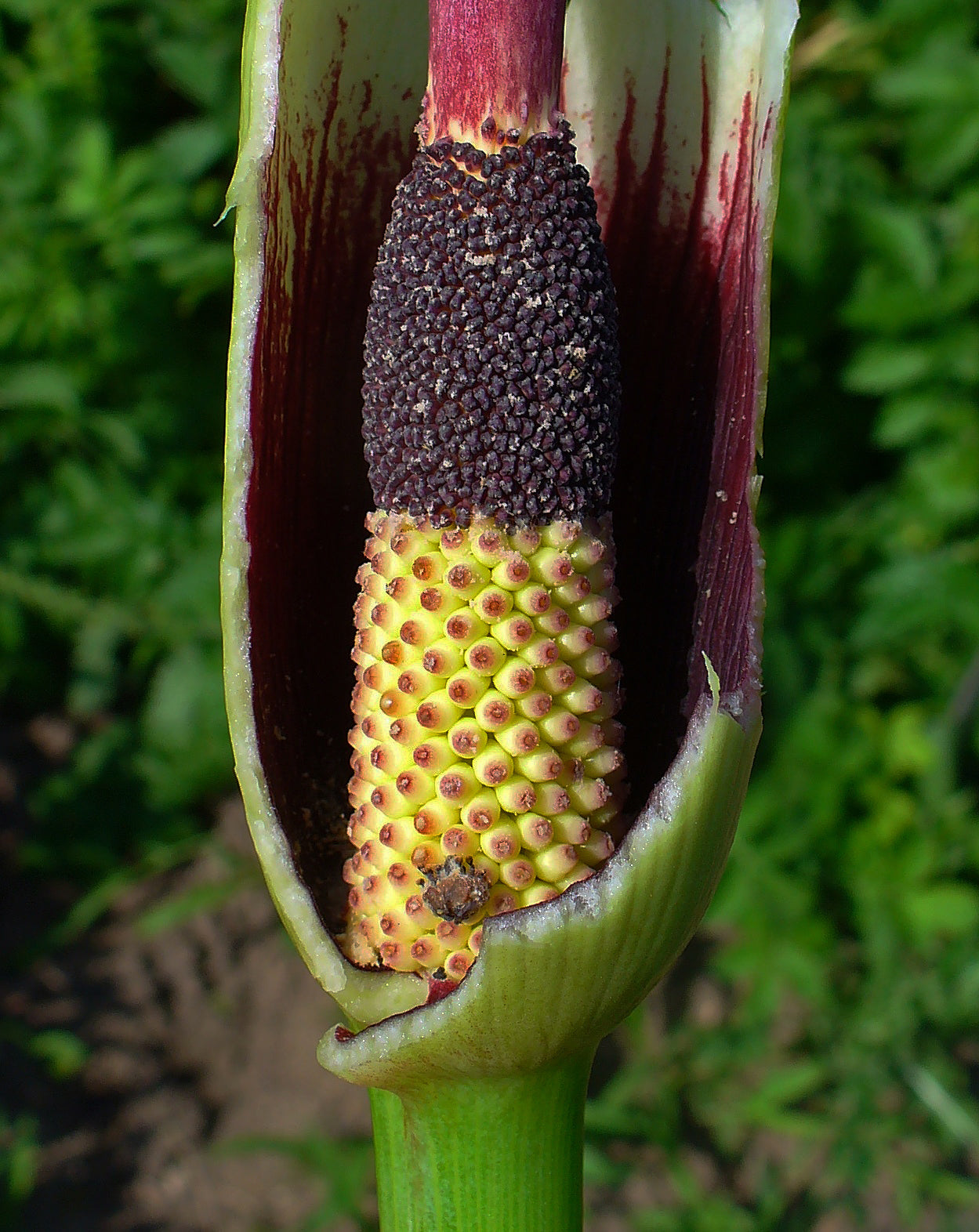 Sauromatum Flower seeds for Planting - Garden Favorite, Heirloom & GMO Free Seeds for Home Garden