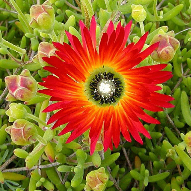 Bright Red Ice Plant Seeds for Planting home garden flower bed