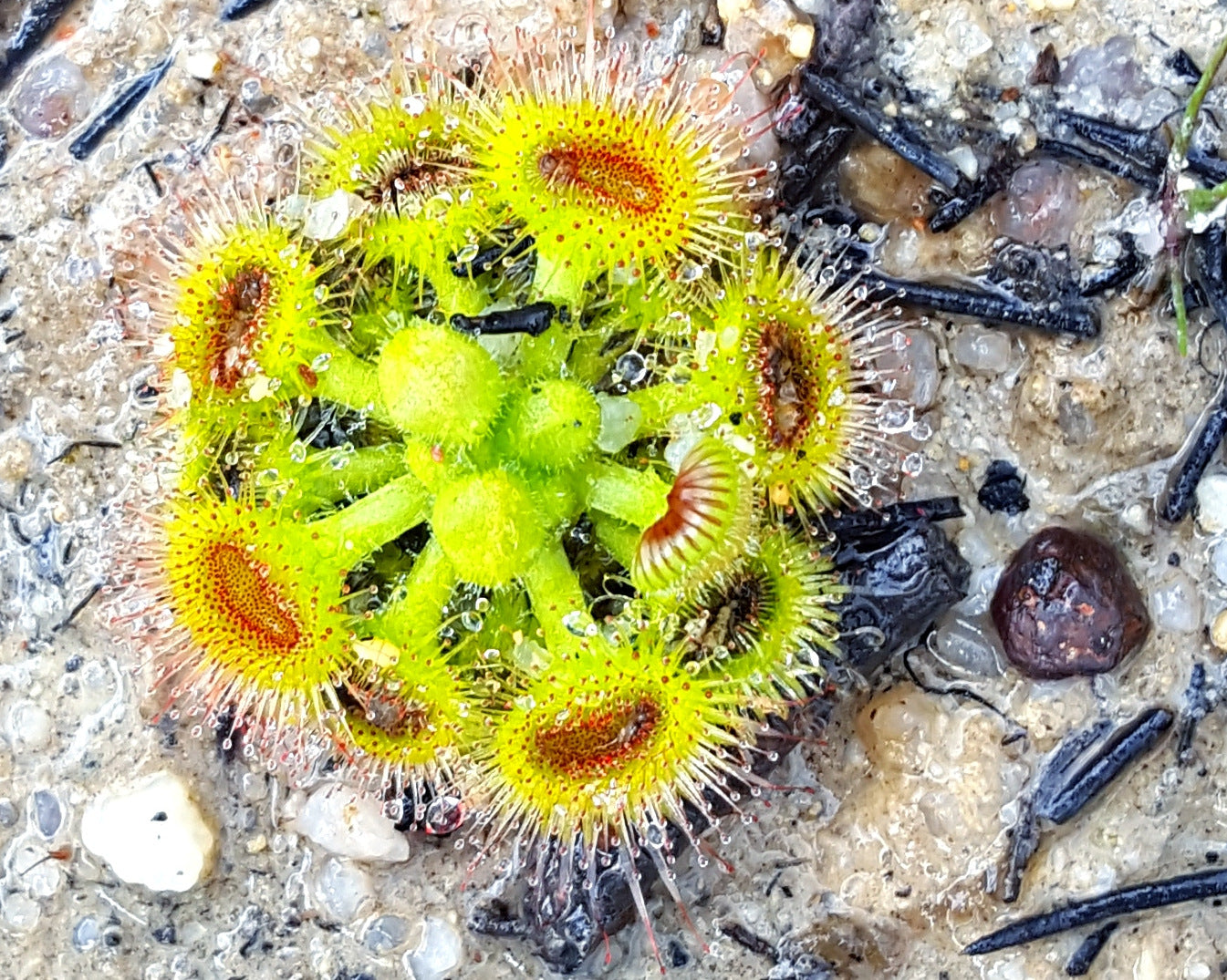 Drosera Glanduligera (Pimpernel Sundew) Flower seeds for Planting - Sun Loving, Heirloom & GMO Free Seeds for Home Garde