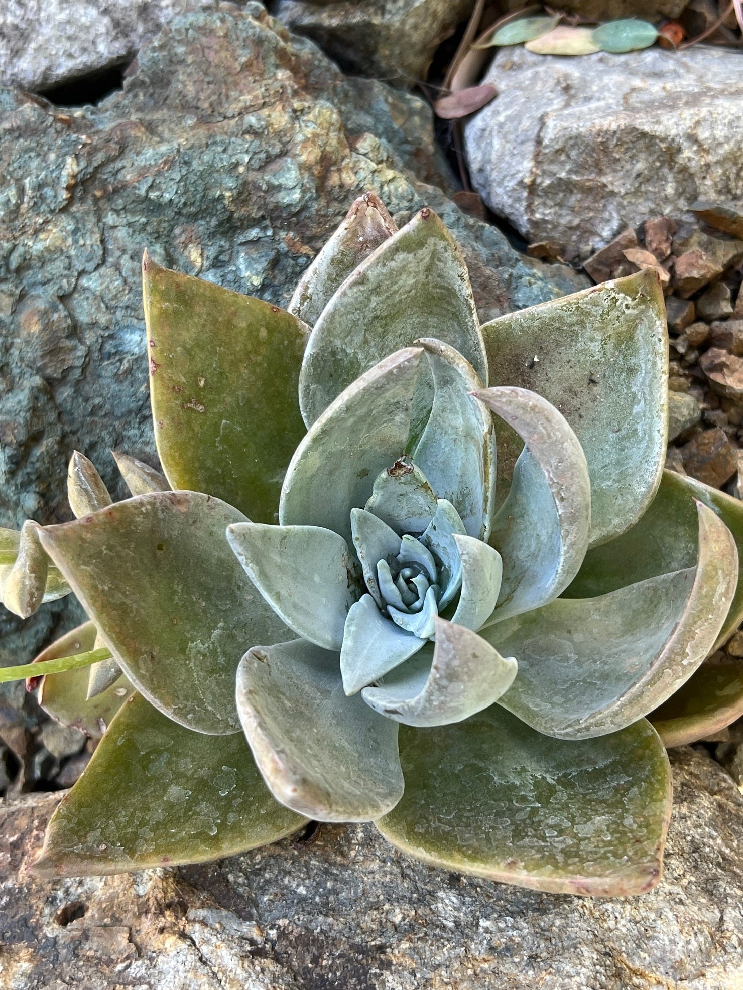 Green Dudleya Seeds for Easy Planting