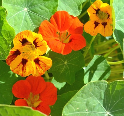 Nasturtium Flower seeds for Planting Long Bloom Season Heirloom & GMO Free Seeds for Home Garden
