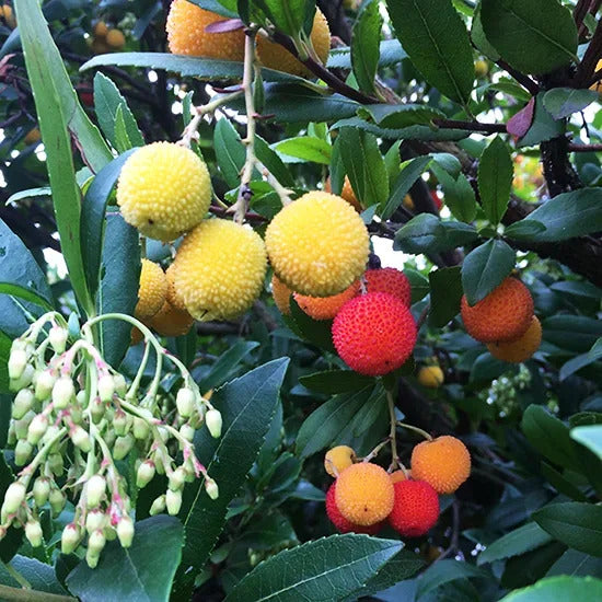 Planting Guide for Arbutus Fruit Seeds