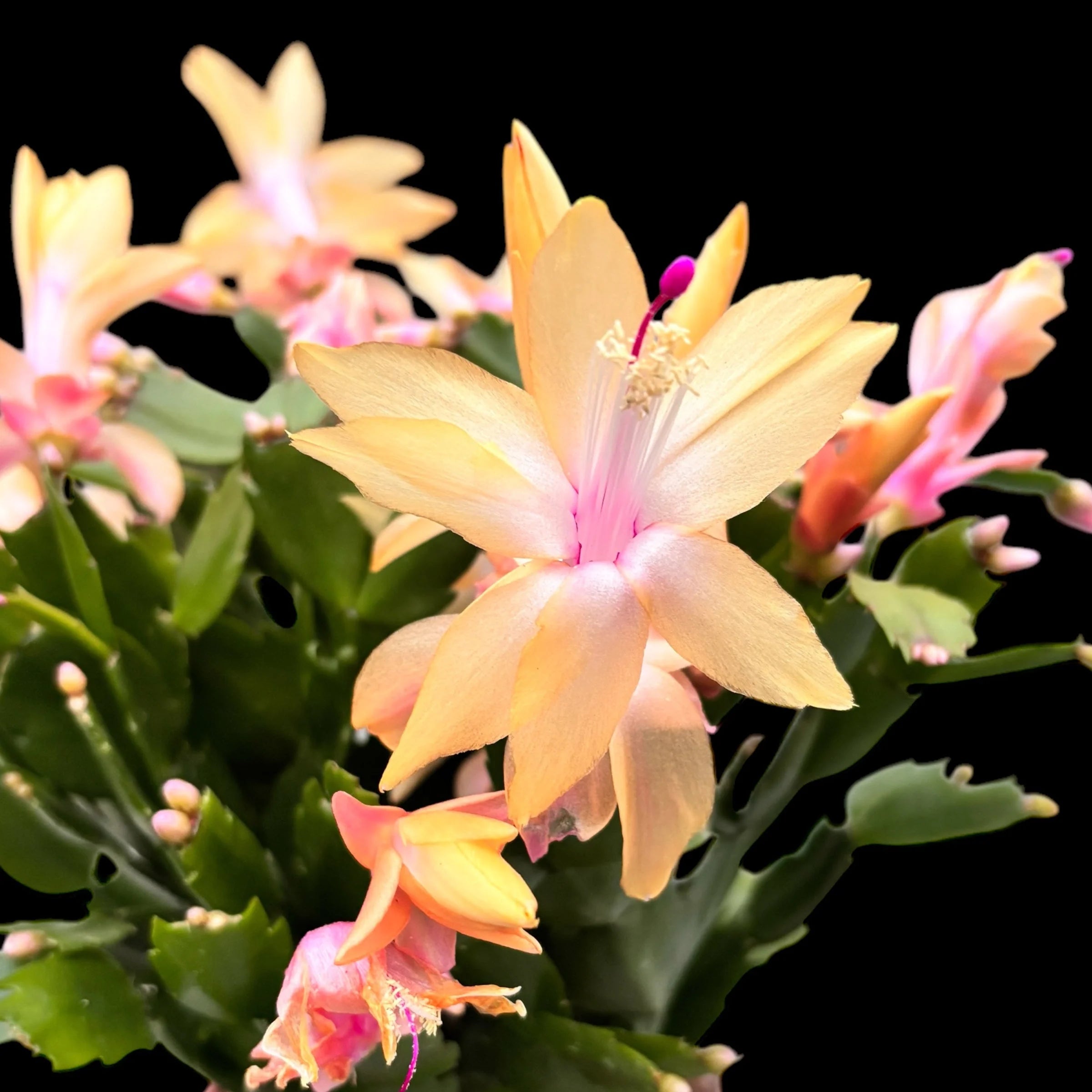 Zygocactus Peach Flower seeds for Planting - Low Maintenance, Heirloom & GMO Free Seeds for Home Garden