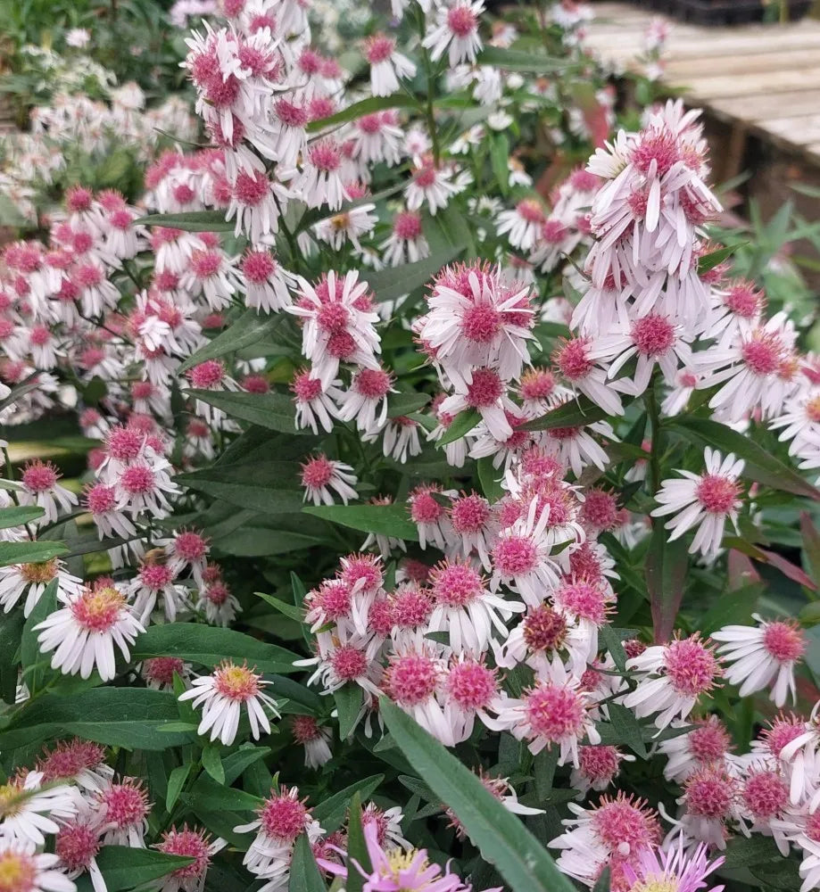 Pink White Lateriflorus Flower Seeds for Beautiful Garden Planting