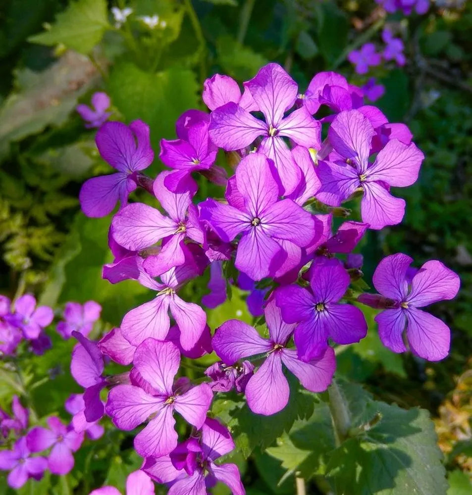 Night Scented Stock Seeds Flower seeds for Planting - Pollinator Friendly, Heirloom & GMO Free Seeds for Home Garden