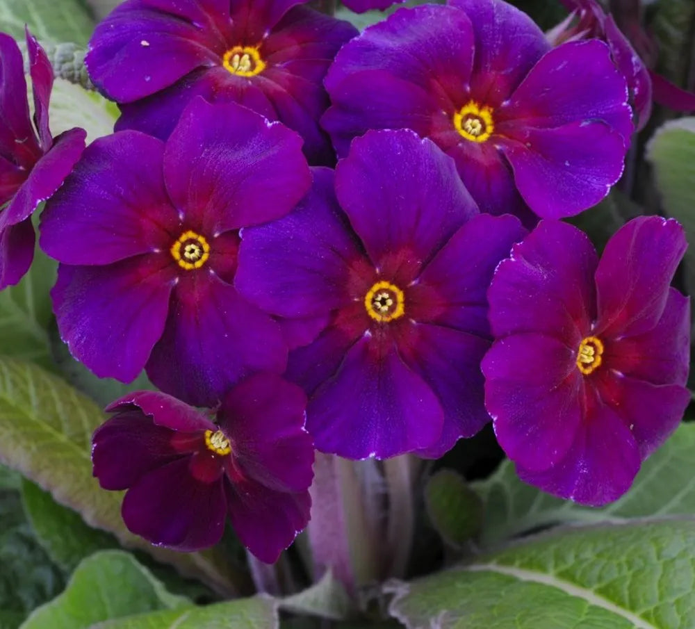 Purple Primula Autumn Flower Seeds for Planting Pollinator Friendly Heirloom & GMO Free Seeds for Home Garden
 
 Sale