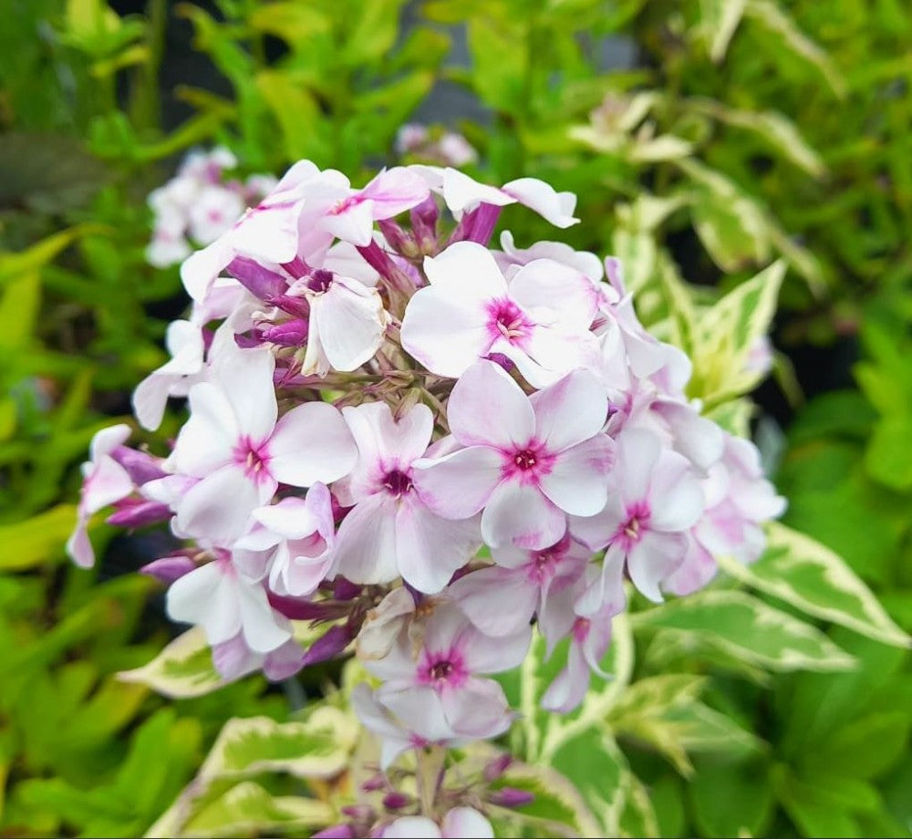 White-Pink Nora Leigh Flower seeds for Planting - Long Bloom Season, Heirloom & GMO Free Seeds for Home Garden