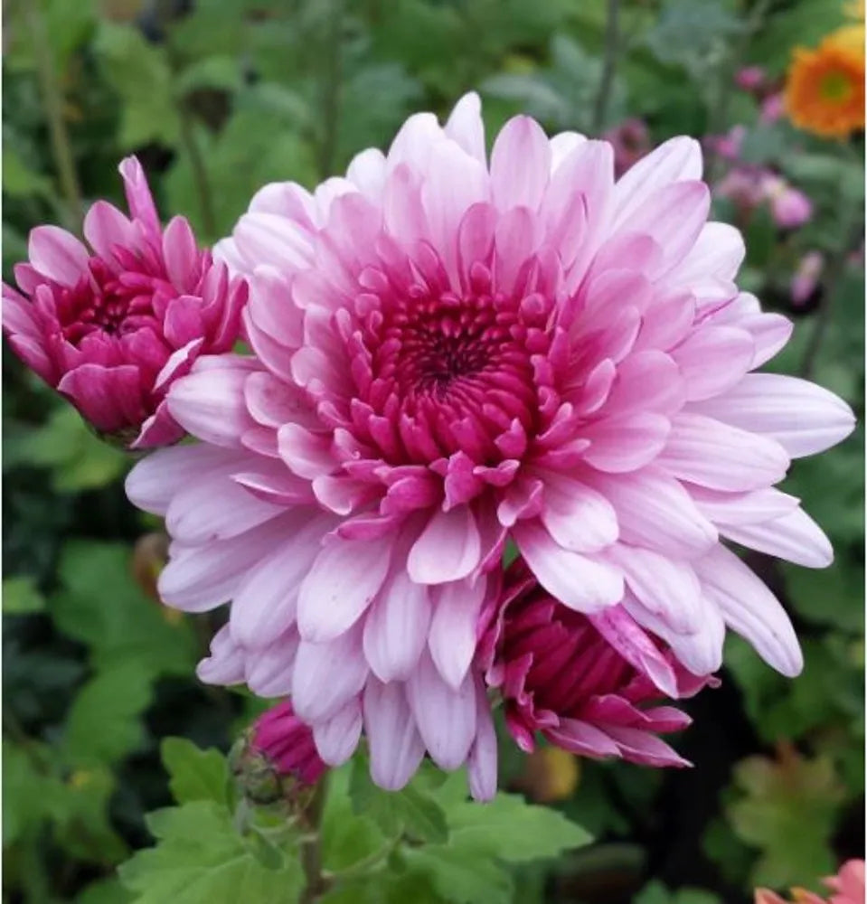 Purple White Chrysanthemum Flower seeds for Planting - Drought Tolerant, Heirloom & GMO Free Seeds for Home Garden