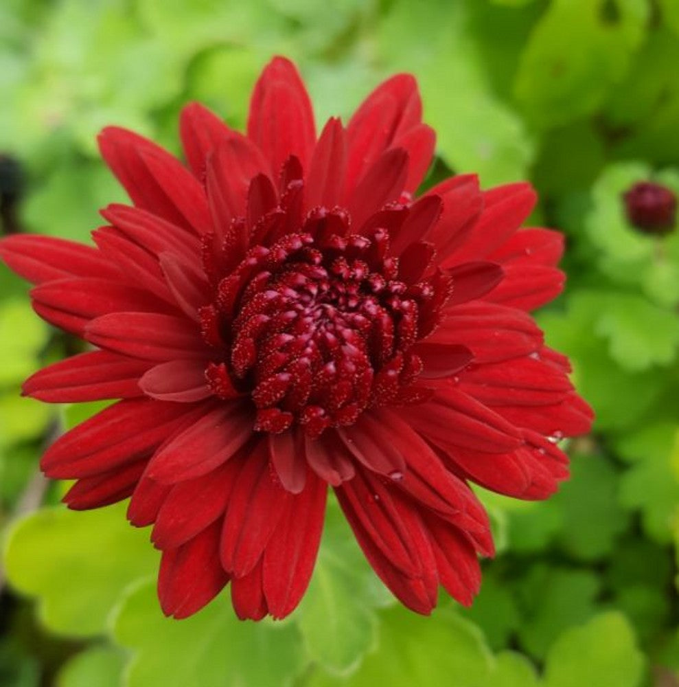 Red Chrysanthemum Flower seeds for Planting - Cut Flower Favorite, Heirloom & GMO Free Seeds for Home Garden