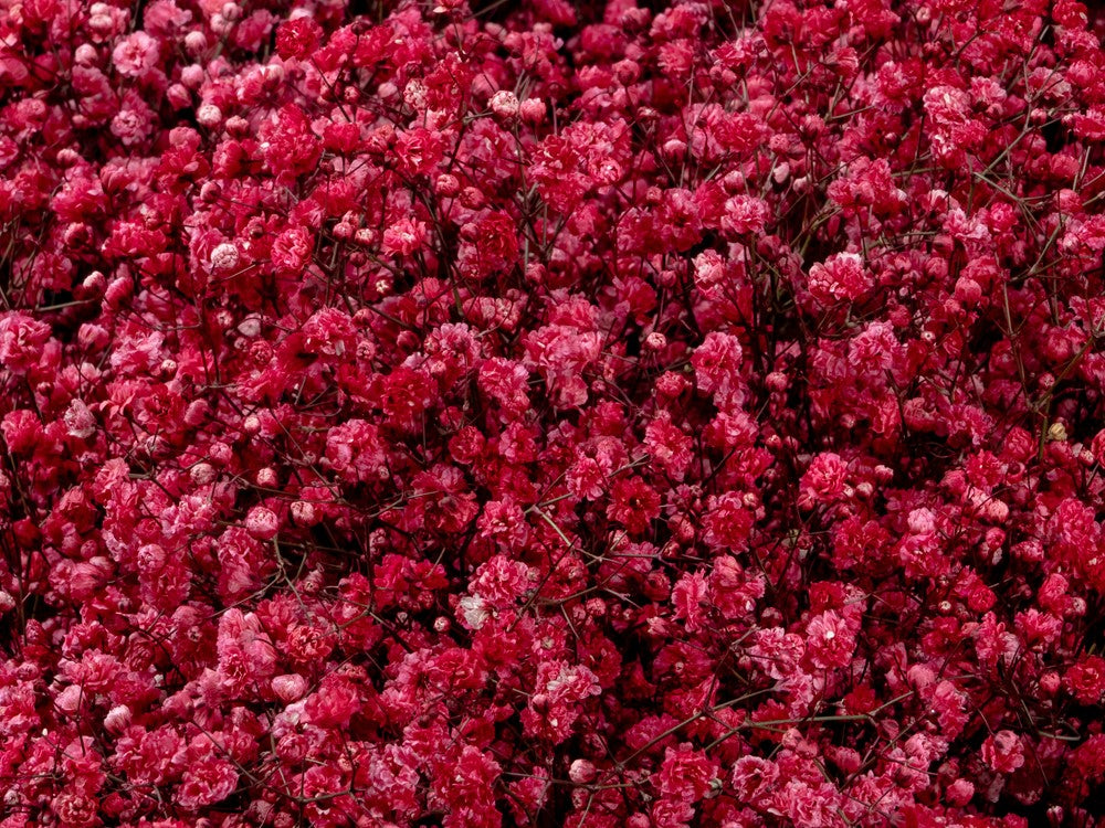 Dark Red Gypsophila Flower Seeds for Planting Garden Favorite Heirloom & GMO Free Seeds for Home Garden
 
 Sale
