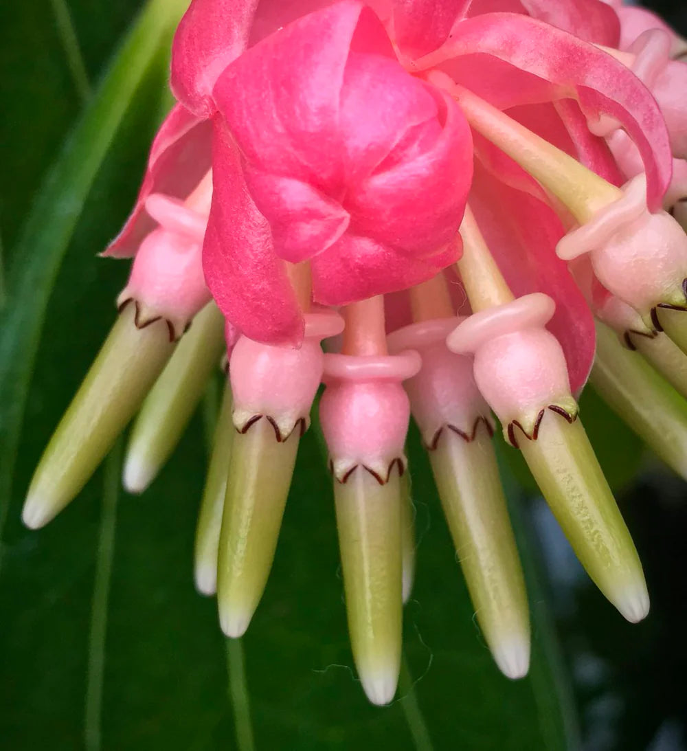 Cavendishia Grandifolia Flower seeds for Planting Bright Blooms Heirloom & GMO Free Seeds for Home Garden