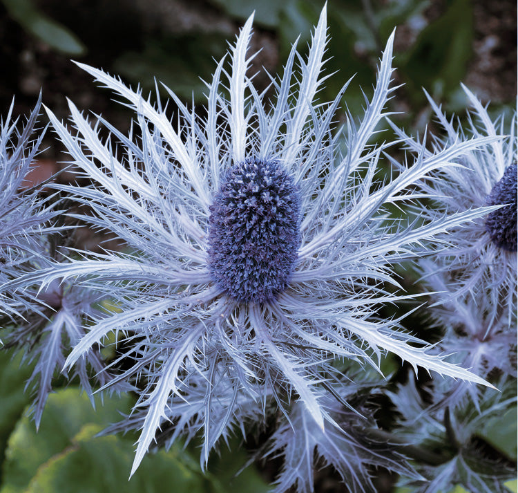 Eryngium Alpinum Flower seeds for Planting - Colorful Display, Heirloom & GMO Free Seeds for Home Garden