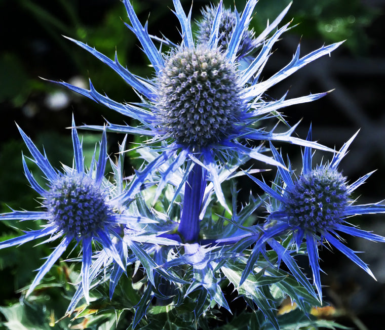 Eryngium Planum Flower seeds for Planting - Perfect for Borders, Heirloom & GMO Free Seeds for Home Garden