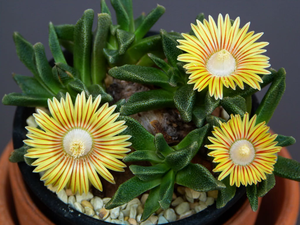Easy Grow Yellow Nananthus Seeds for Gardens