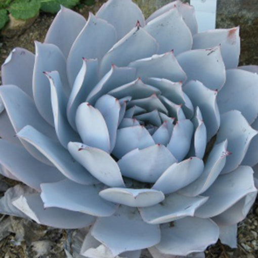 Echeveria Flower seeds for Planting - Vibrant Colors, Heirloom & GMO Free Seeds for Home Garden