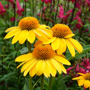 ConeFlower seeds for Planting Sun Loving Heirloom & GMO Free Seeds for Home Garden