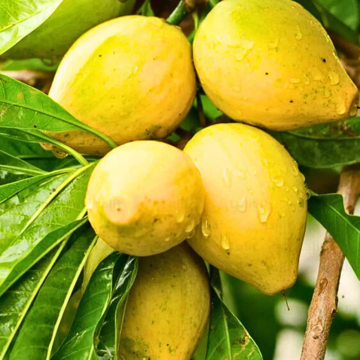 Campechiana Fruit Seeds for Planting