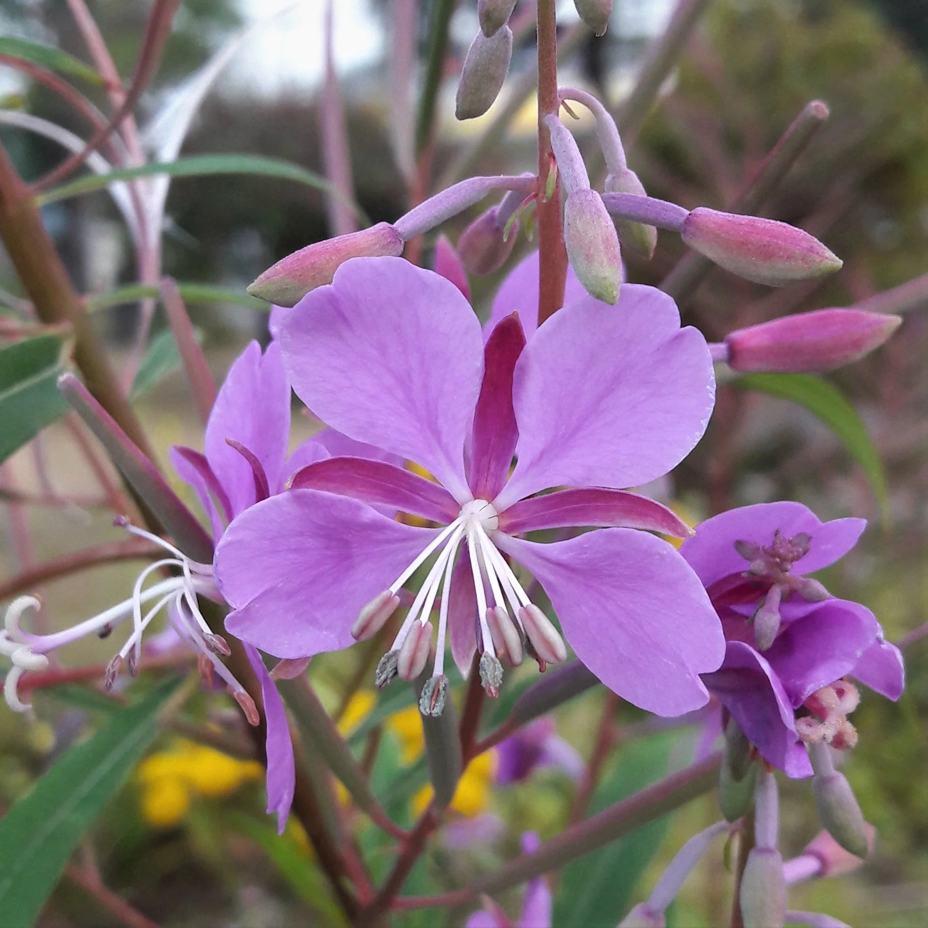 Epilobium Angustifolium Flower seeds for Planting Cottage Garden Essential Heirloom & GMO Free Seeds for Home Garden