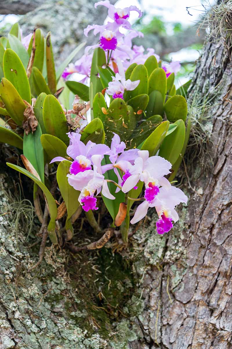 Green Cattleya Flower Planting Seeds for Vibrant Blooms - Evergrowseeds