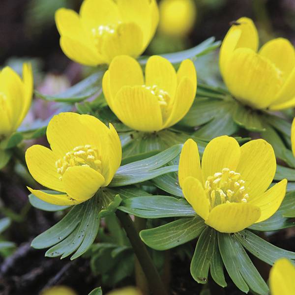 Hyemalis Flower seeds for Planting - Seasonal Bloomer, Heirloom & GMO Free Seeds for Home Garden