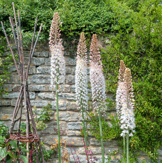 Eremurus Flower seeds for Planting - Shade Tolerant, Heirloom & GMO Free Seeds for Home Garden