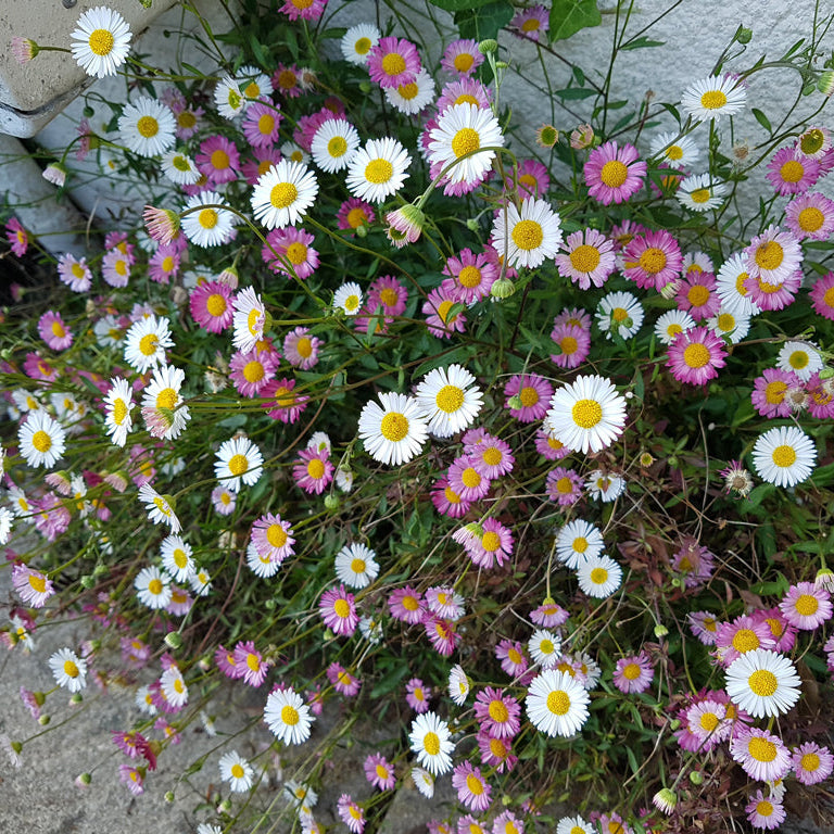 Mixed Erigeron Flower seeds for Planting - Drought Tolerant, Heirloom & GMO Free Seeds for Home Garden