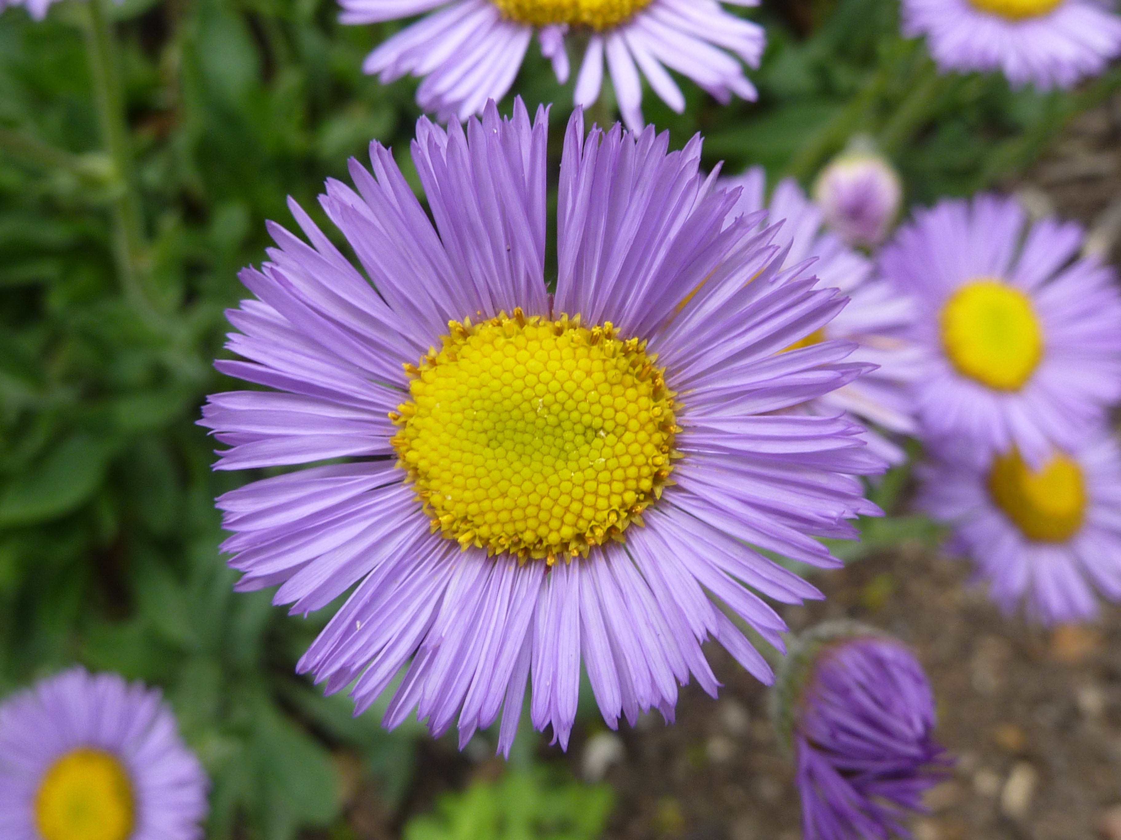 Purple Erigeron Flower seeds for Planting - Premium Quality, Heirloom & GMO Free Seeds for Home Garden