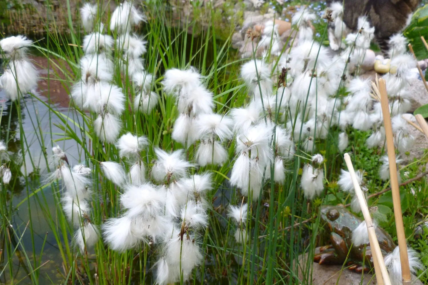 Eriophorum Plant Seeds - Ideal for Planting Orange Varieties
