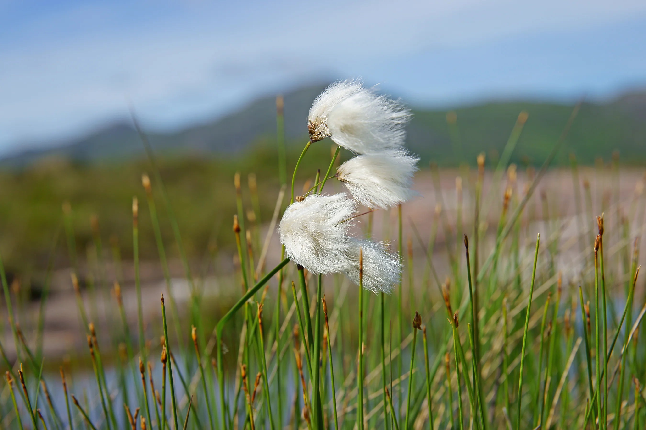 Eriophorum Plant Seeds - Ideal for Planting Orange Varieties