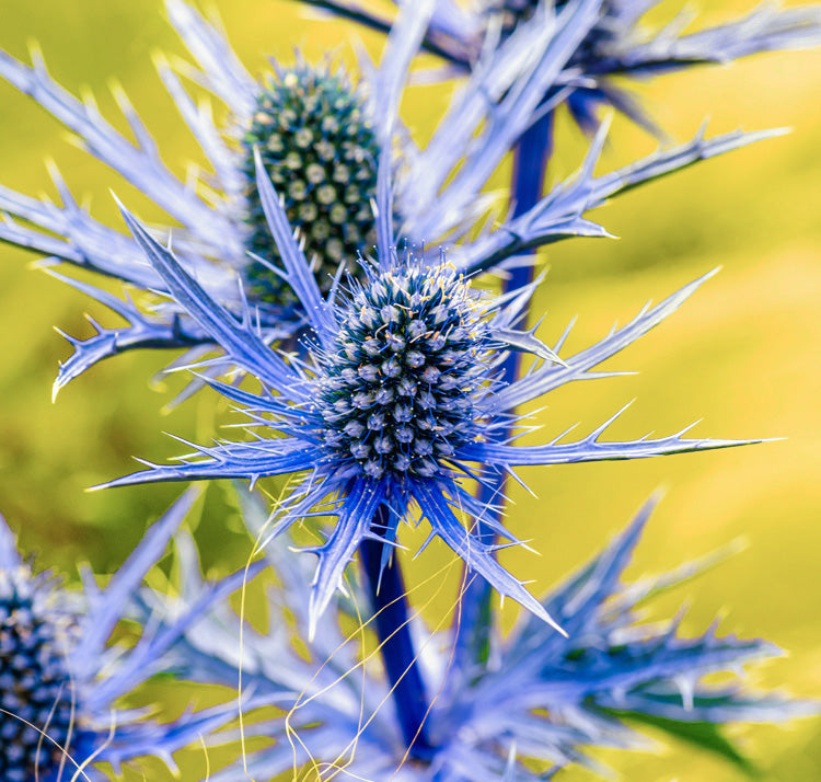 Blue Eryngo (Flat Sea Holly) Flower Seeds – Heirloom Non-GMO, Shade Tolerant for Home Garden