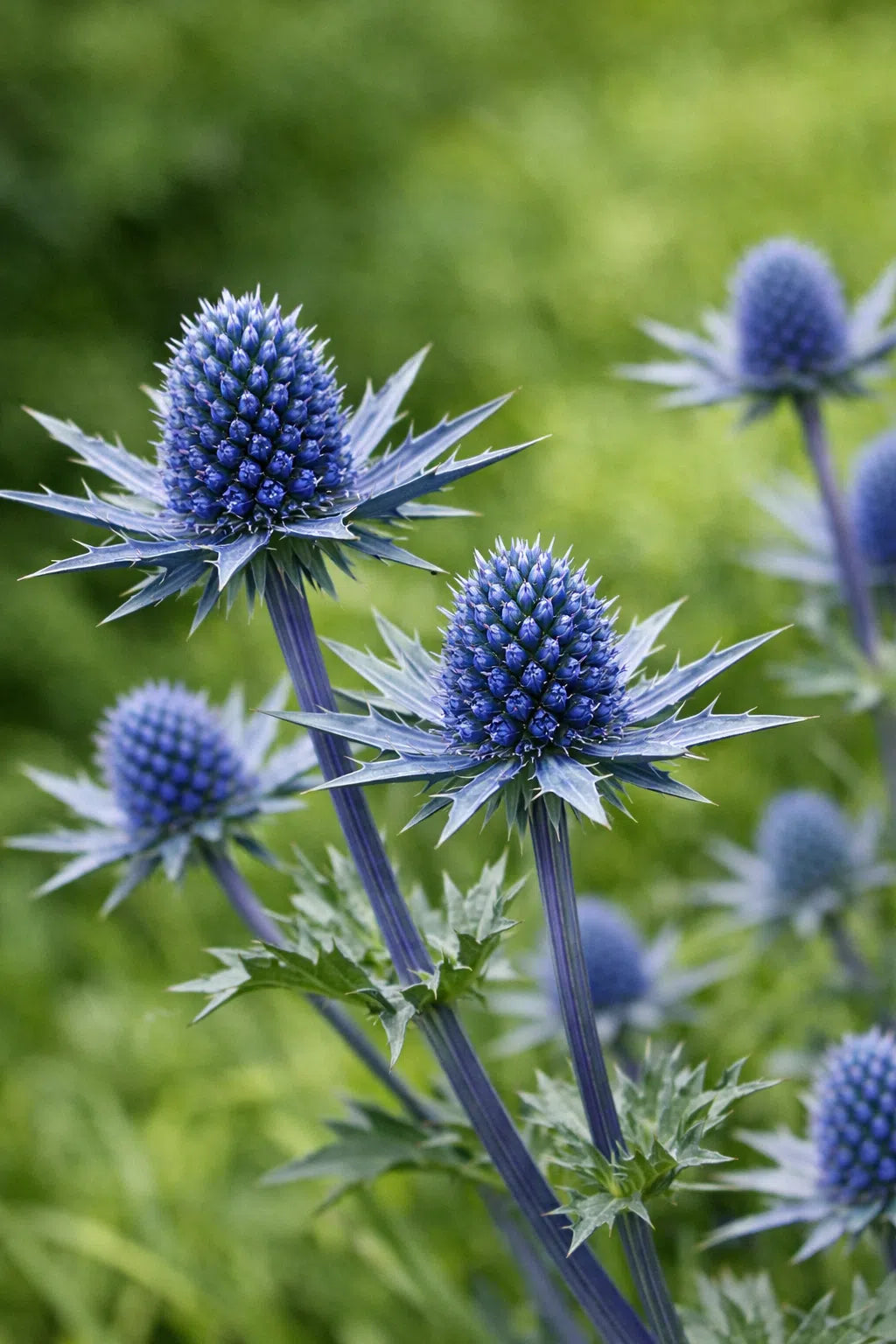 Heirloom Eryngium Planum Flower seeds for Planting Long Bloom Season Heirloom & GMO Free Seeds for Home Garden