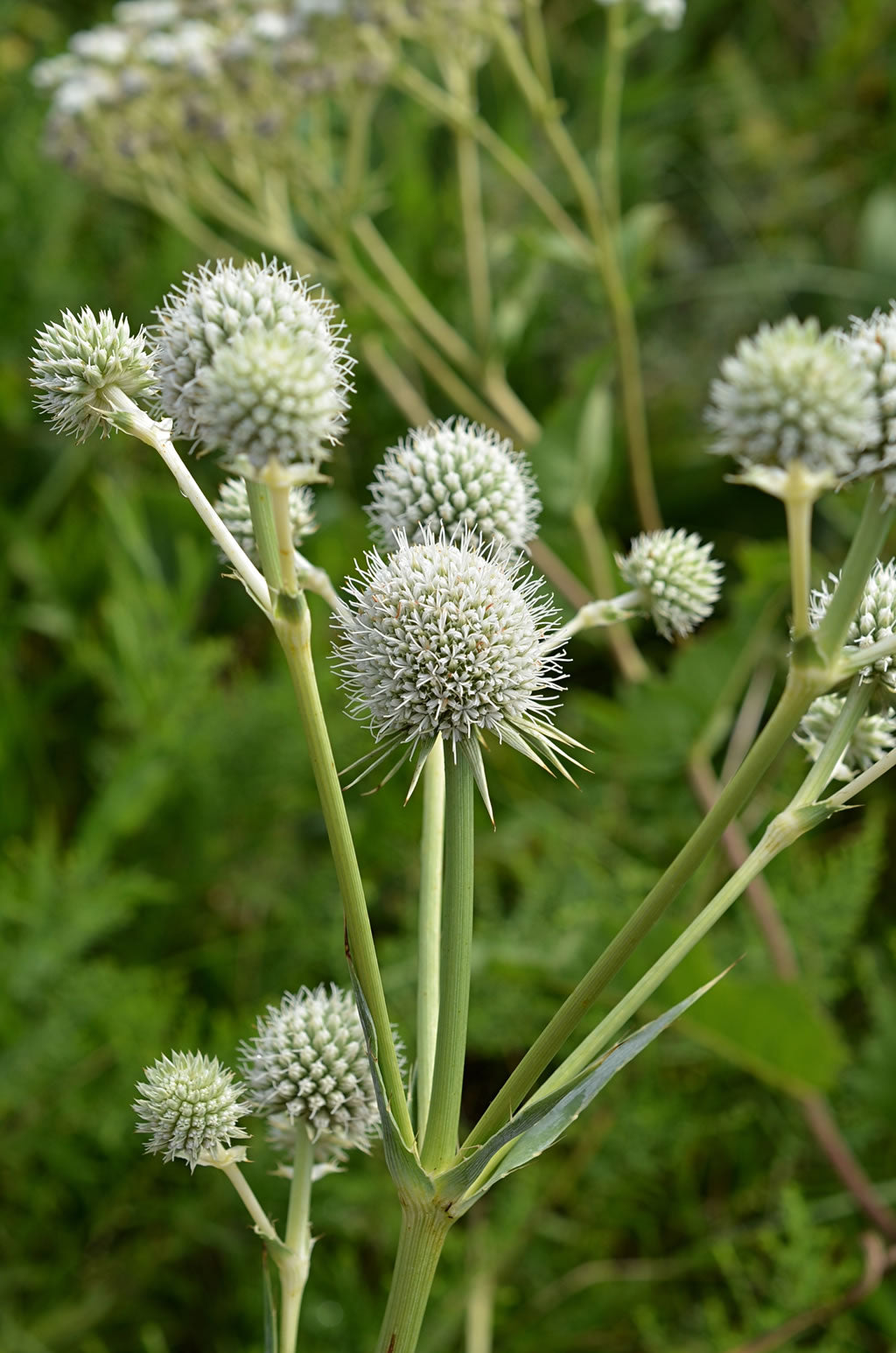 White Rattlesnake Master - Seeds For Thriving And Unique Garden Beautification Plant Seeds