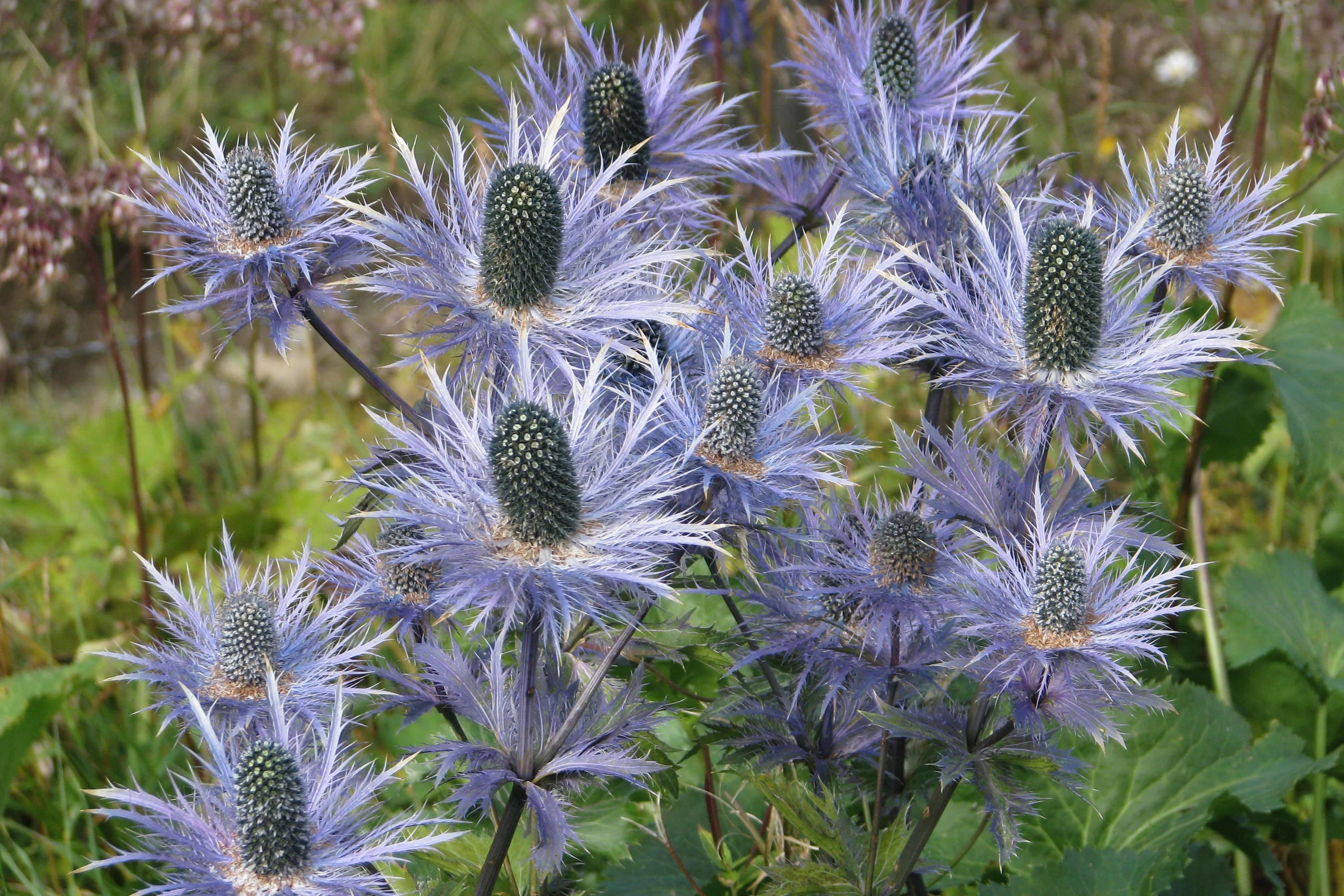 Eryngium Alpinum Flower seeds for Planting - Colorful Display, Heirloom & GMO Free Seeds for Home Garden