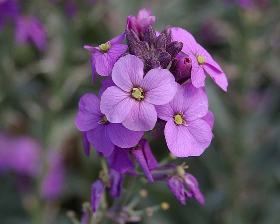 Purple Pink Linifolium Flower seeds for Planting - Perfect for Borders, Heirloom & GMO Free Seeds for Home Garden