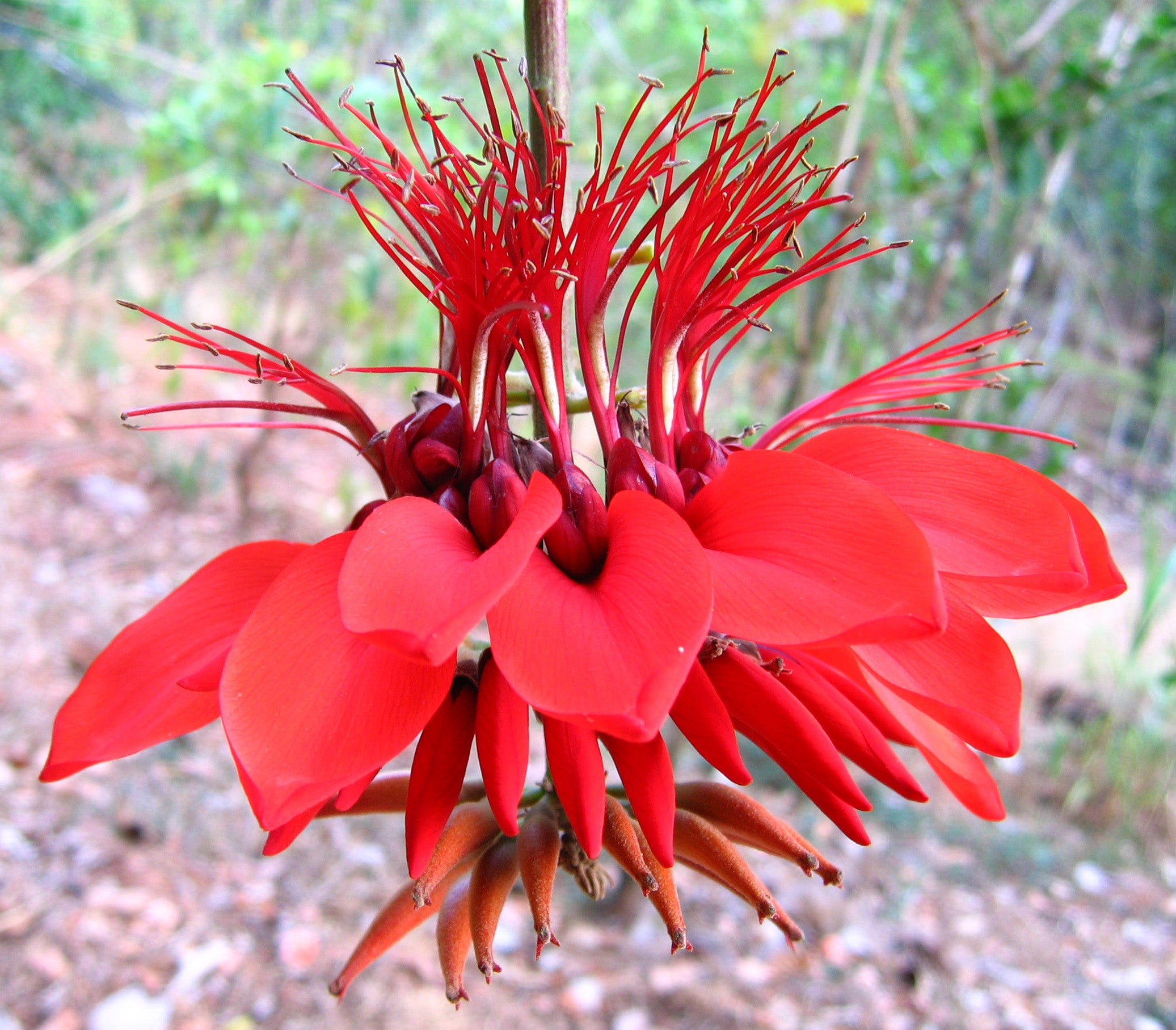 Erythrina Flower seeds for Planting - Seasonal Bloomer, Heirloom & GMO Free Seeds for Home Garden