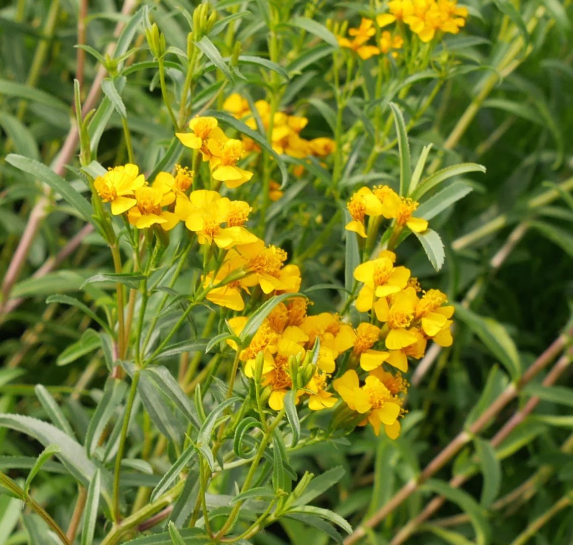 Estragon Flower seeds for Planting - Garden Favorite, Heirloom & GMO Free Seeds for Home Garden