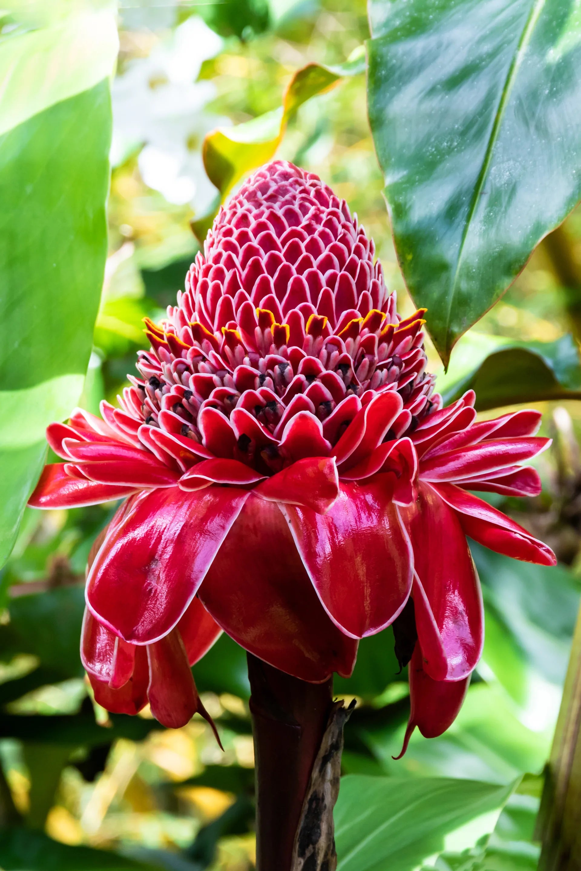 Ginger Flower seeds for Planting - Premium Quality, Heirloom & GMO Free Seeds for Home Garden