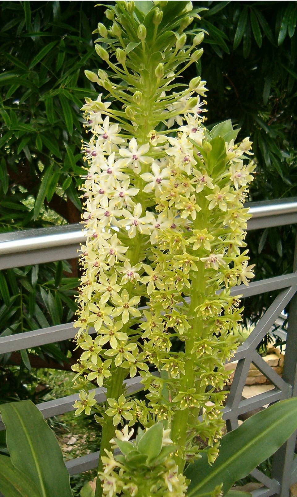 Light Green Astragalus Flower seeds for Planting - Colorful Display, Heirloom & GMO Free Seeds for Home Garden