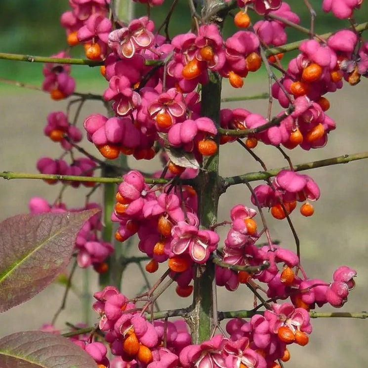 Spindle Flower seeds for Planting Compact Growth Heirloom & GMO Free Seeds for Home Garden