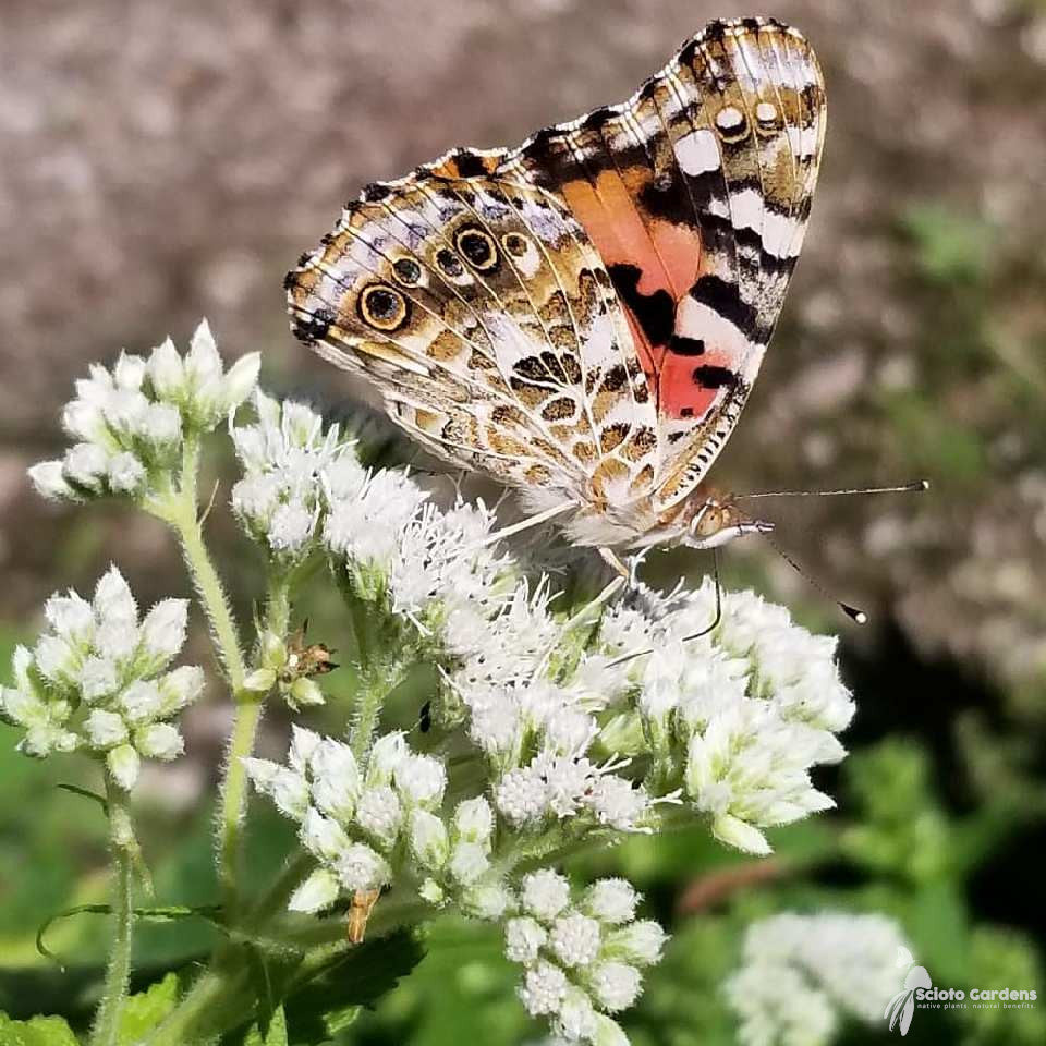 Boneset Seeds - Eupatorium Perfoliatum Bee & Butterfly Pollinator Garden Flower Perennial Best