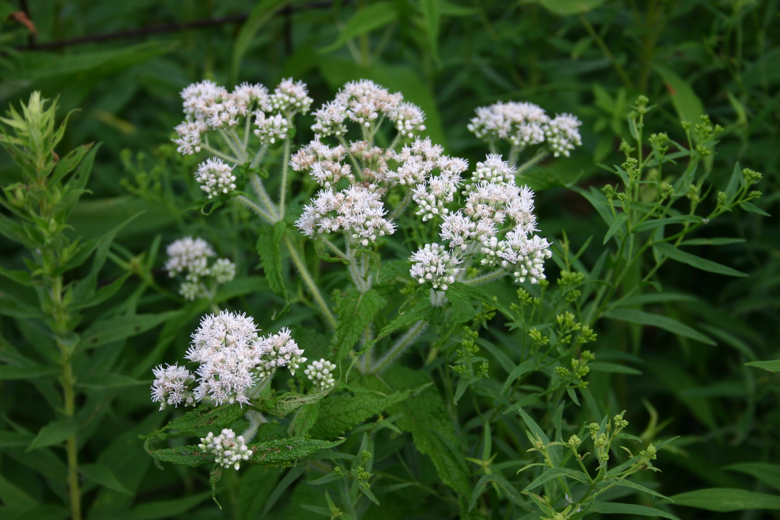 White Eupatorium Perfoliatum Planting Seeds