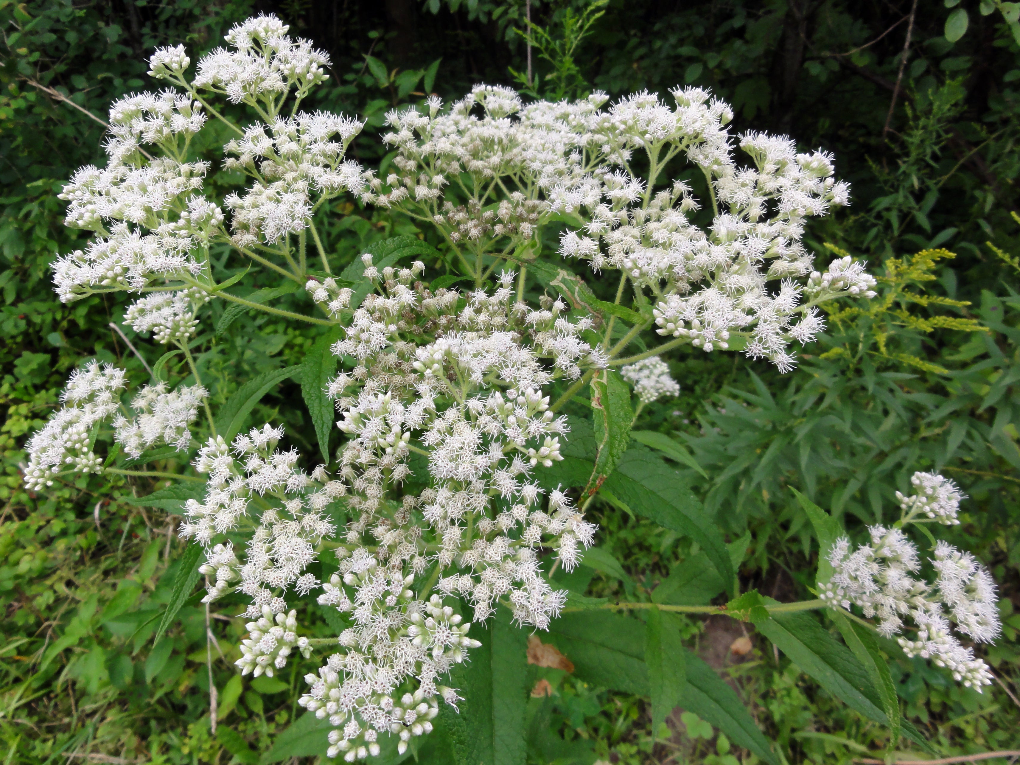 White Eupatorium Perfoliatum Flower seeds for Planting - Compact Growth, Heirloom & GMO Free Seeds for Home Garden
