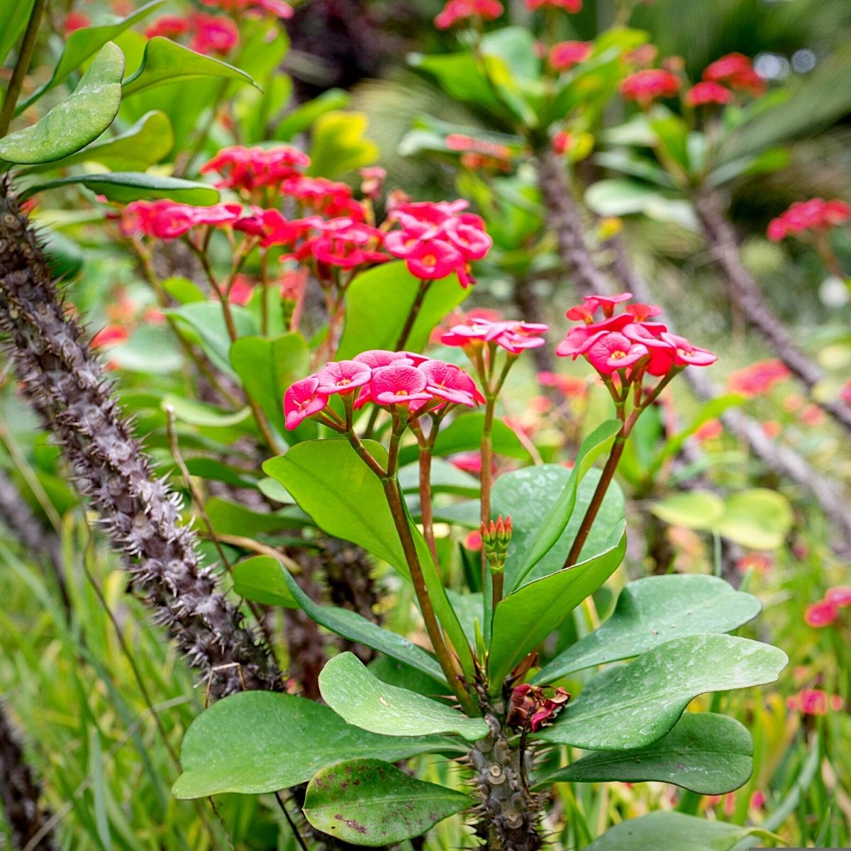 Euphorbia Flower seeds for Planting Low Maintenance Heirloom & GMO Free Seeds for Home Garden