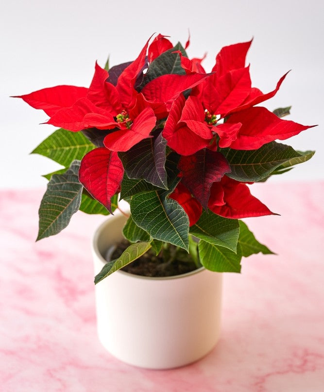 Poinsettia Flower seeds for Planting - Long Bloom Season, Heirloom & GMO Free Seeds for Home Garden