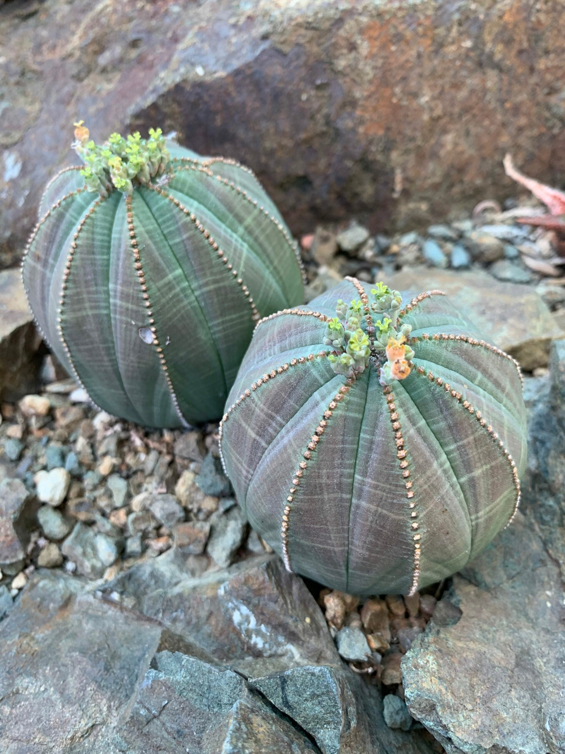 Heirloom Euphorbia Obesa Flower seeds for Planting Wildflower Mix Heirloom & GMO Free Seeds for Home Garden