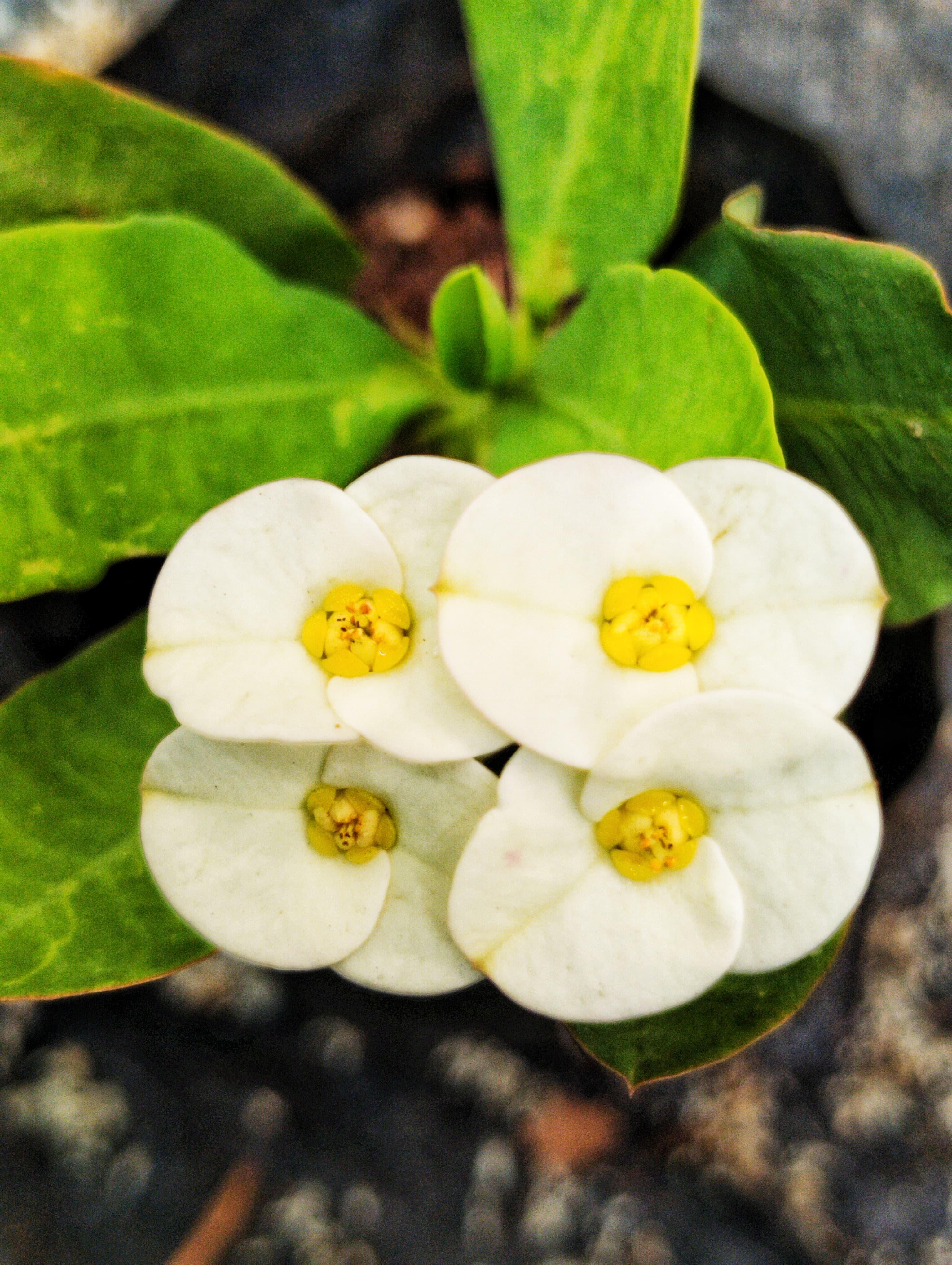 White Euphorbia Milii Flower seeds for Planting - Vibrant Colors, Heirloom & GMO Free Seeds for Home Garden