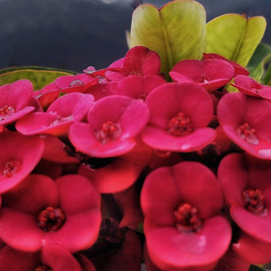 Violet Euphorbia Milii Flower seeds for Planting - Cottage Garden Essential, Heirloom & GMO Free Seeds for Home Garden