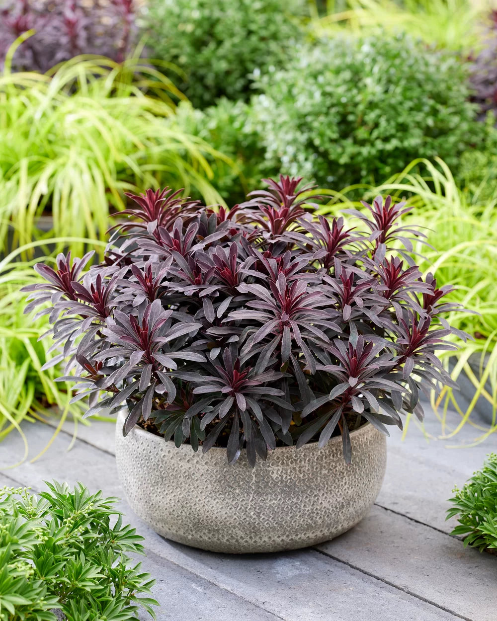 Euphorbia Amygdaloides Flower seeds for Planting - Easy to Grow, Heirloom & GMO Free Seeds for Home Garden