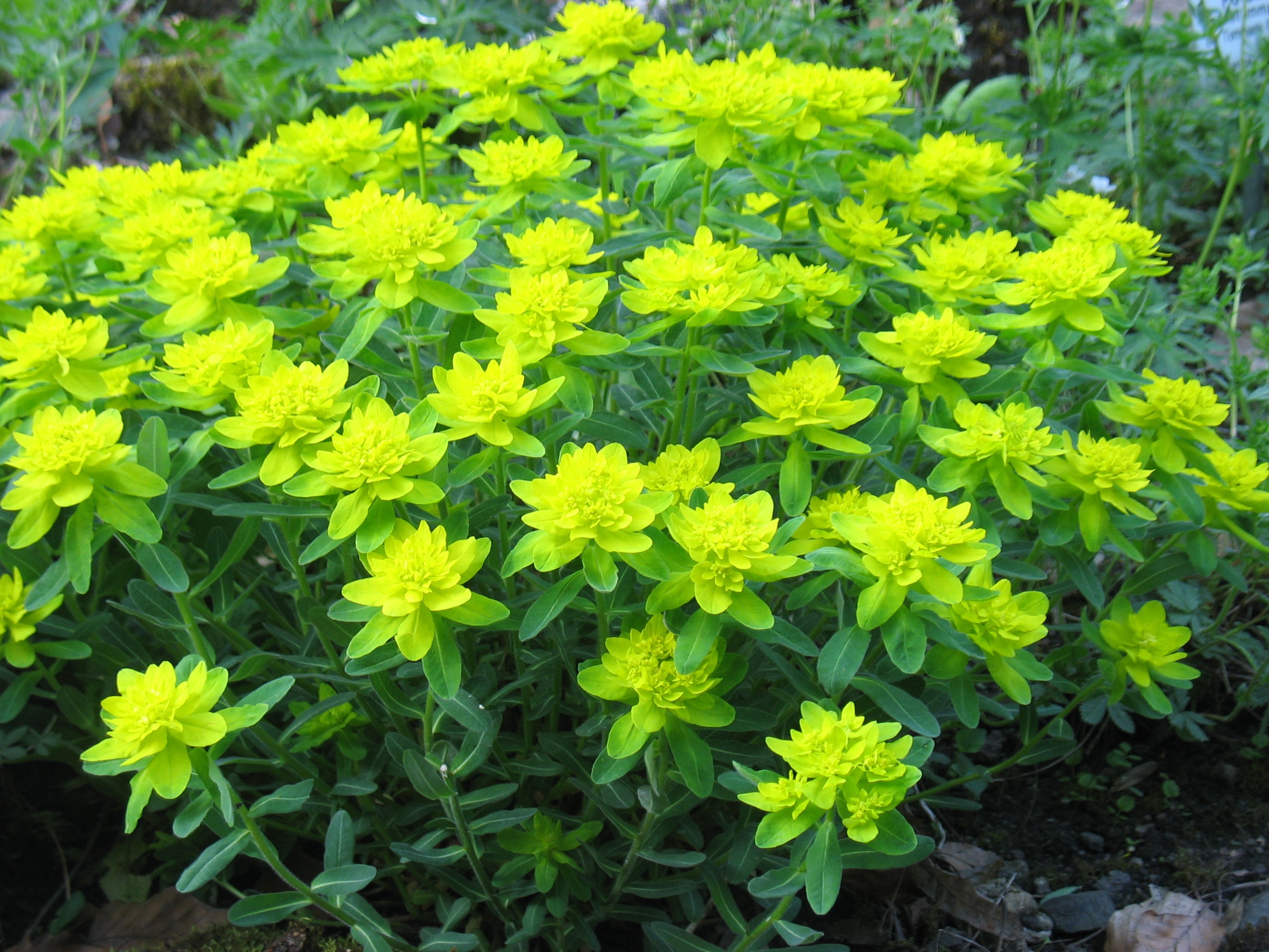 Yellow Euphorbia Polychroma Planting Seed for Plantings for Planting Heirloom Non-GMO Seeds